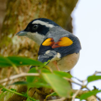 White-browed Shrike-Babbler